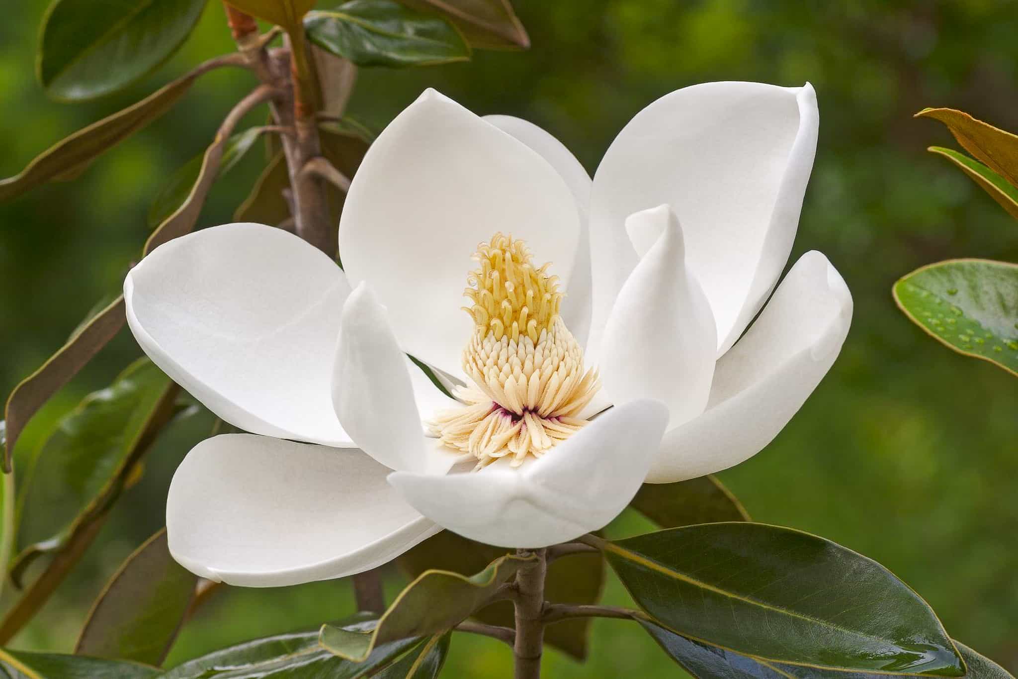 Southern Magnolia flower