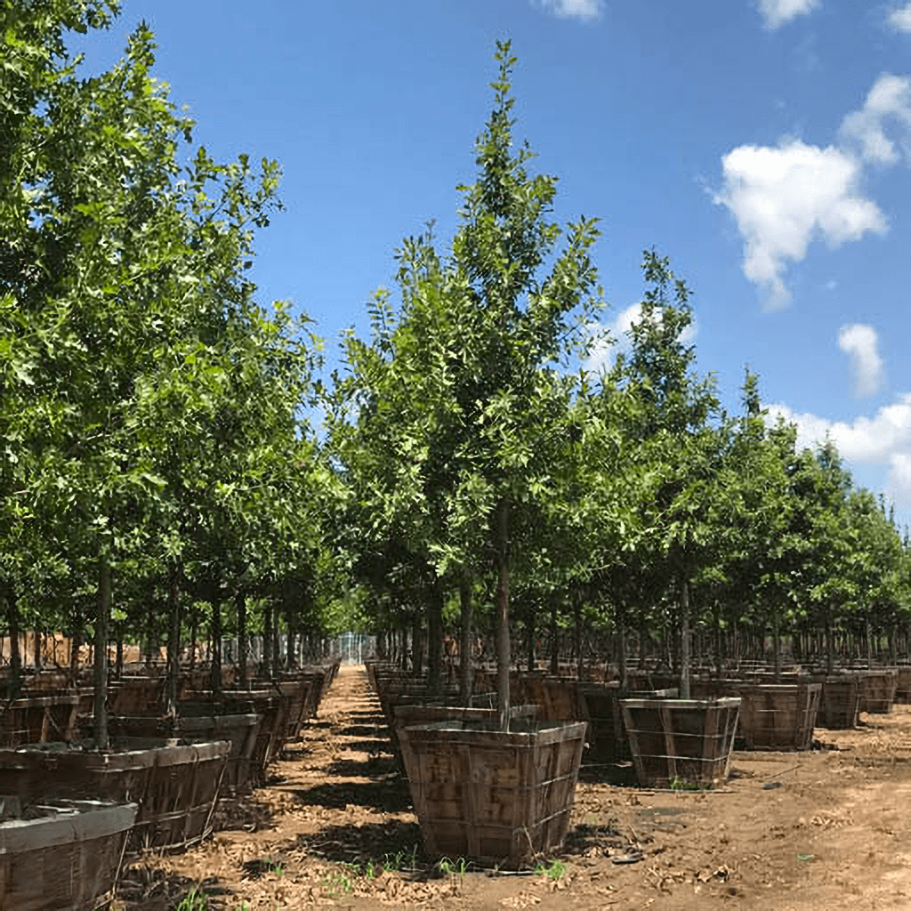 Southern red oak row