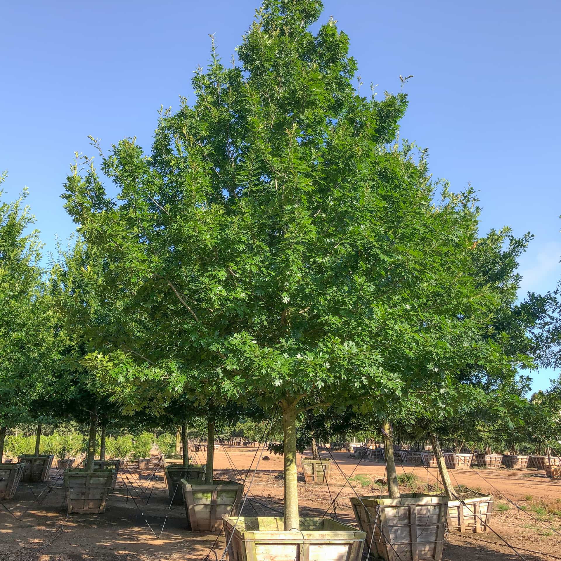 specimen red oak 