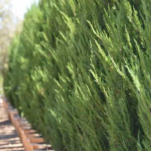 Close up image of the Spartan Juniper tree.
