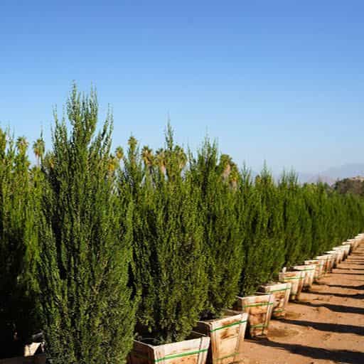 Spartan Juniper trees at Moon Valley Nurseries.