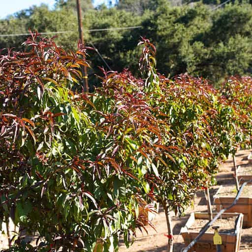 Spice Zee Nectaplum trees at Moon Valley Nurseries.