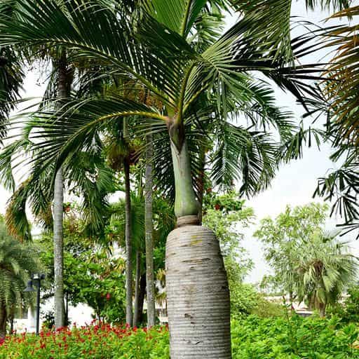 Spindle Palm tree crown.