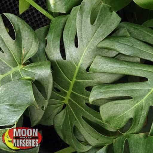 Split-leaf Philodendron leaves close up