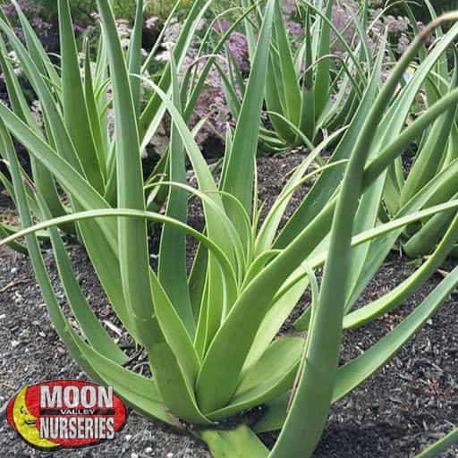 Squid Agave in a landscape