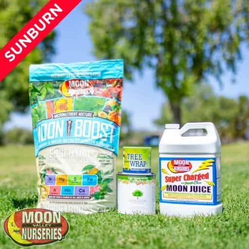 Moon Valley Nurseries' Sunburn Treatment Package