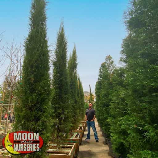 Taylor Juniper Trees in a grow yard with a person.