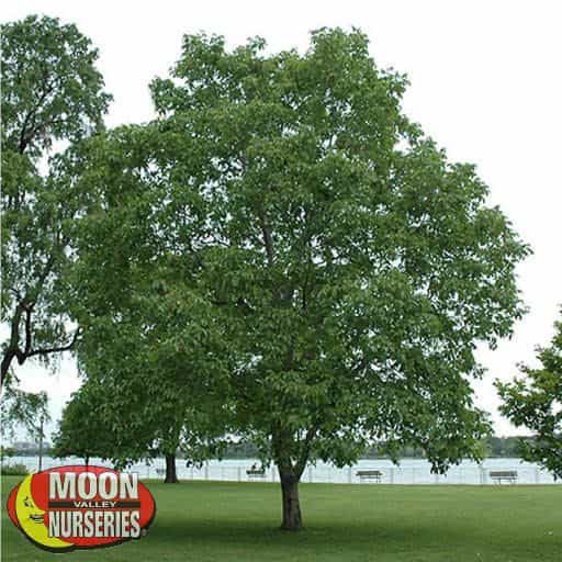 Texas Walnut Tree