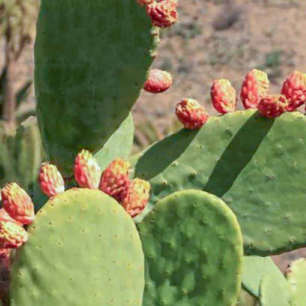 Thornless Prickly Pear Cactus close up