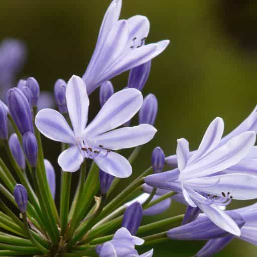 'Tinker Bell' Agapanthus blooms
