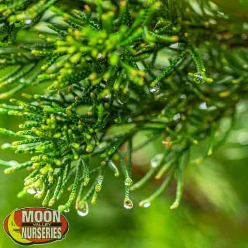 Torulosa Juniper close up after rain