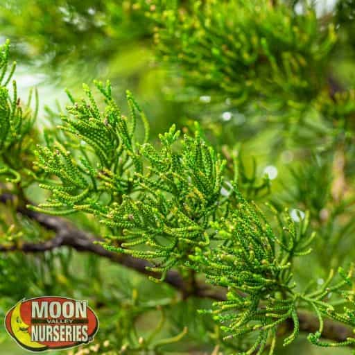 Torulosa Juniper close up