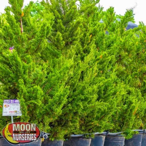 Torulosa Juniper in the nursery
