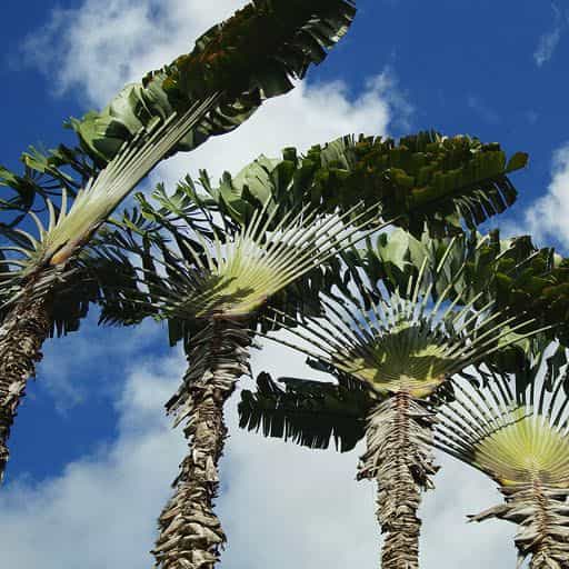 Traveler's Palm tree canopies.