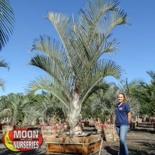 Huge Triangle Palm