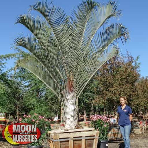 Triangle Palm specimen