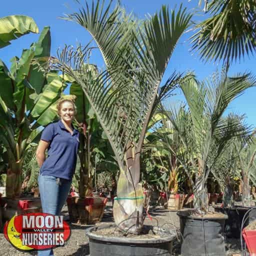 Triangle palm in nursery