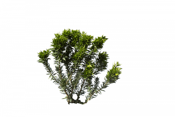 Twisted Myrtle isolated