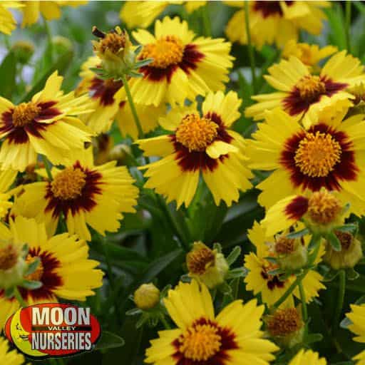 Uptick Coreopsis flowers up close