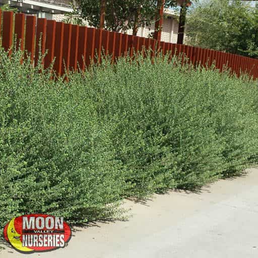 Valentine Emu Bush Shrubs Moon Valley Nurseries