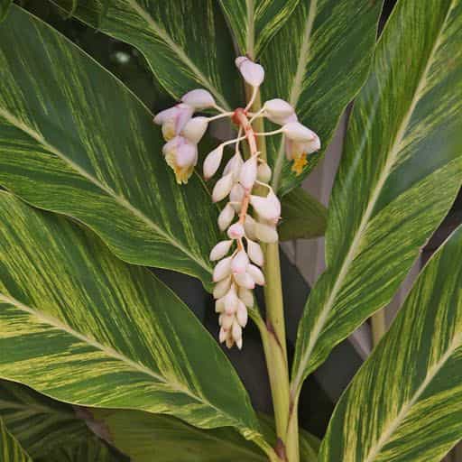 Variegated Ginger plant close up.