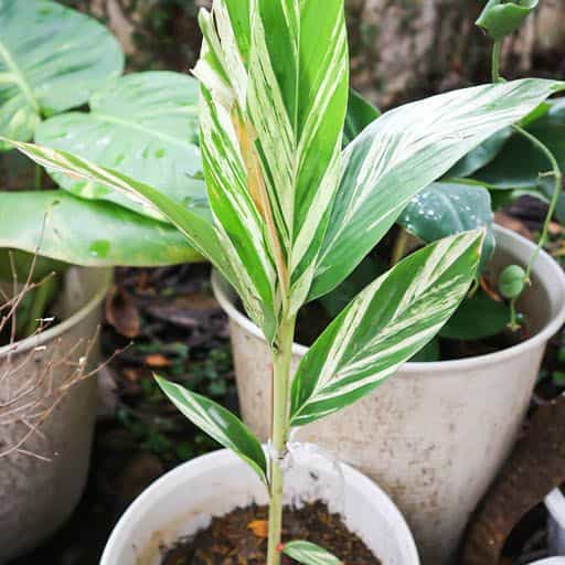 Variegated Ginger plant.