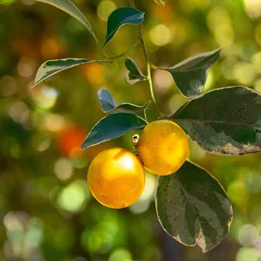 Fruit hanging on Variegated Calamondin