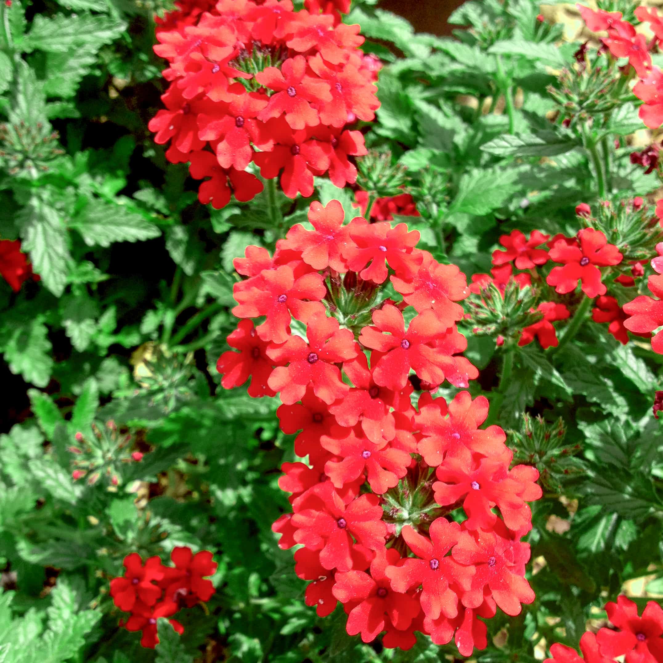 Red Verbena