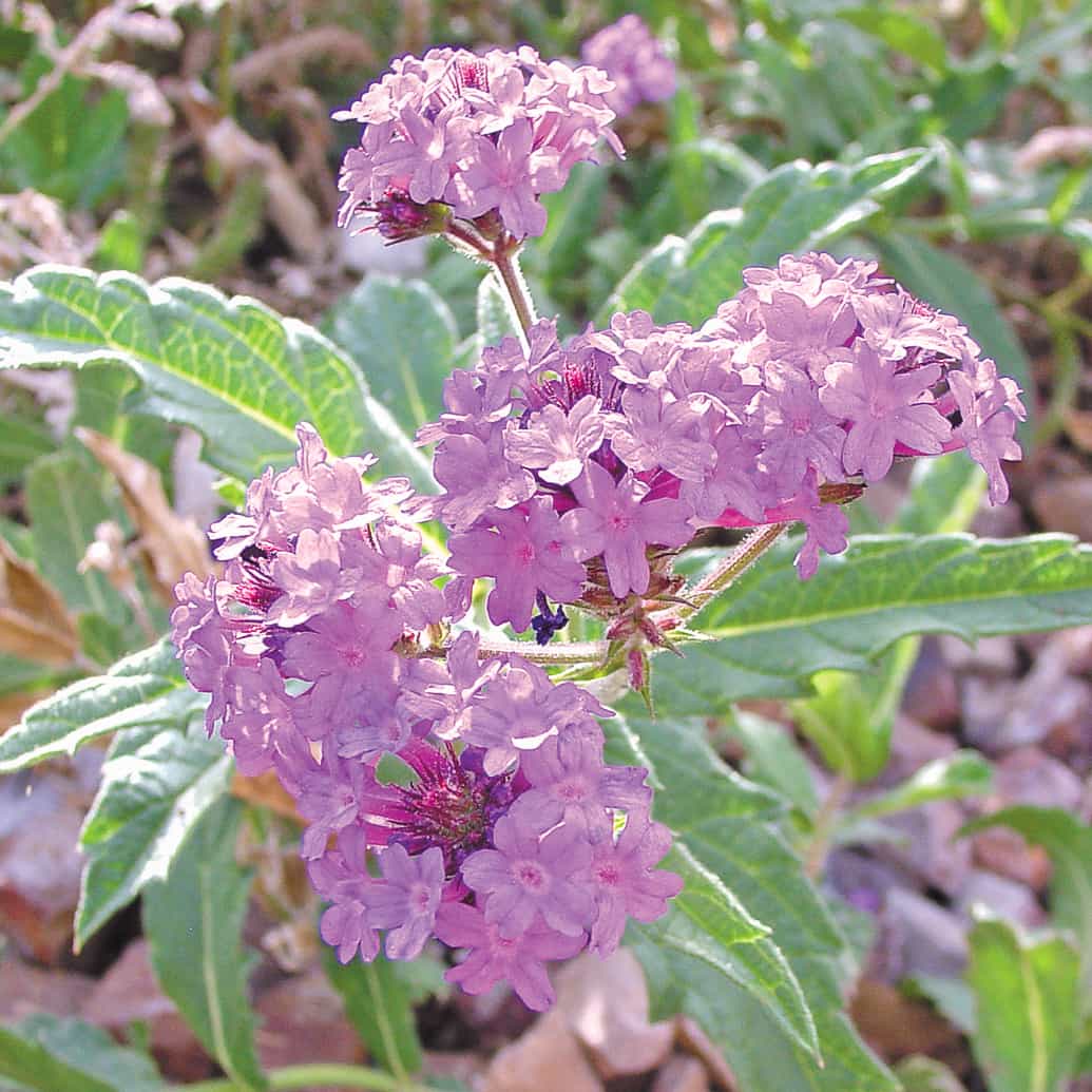 verbena sandpaper