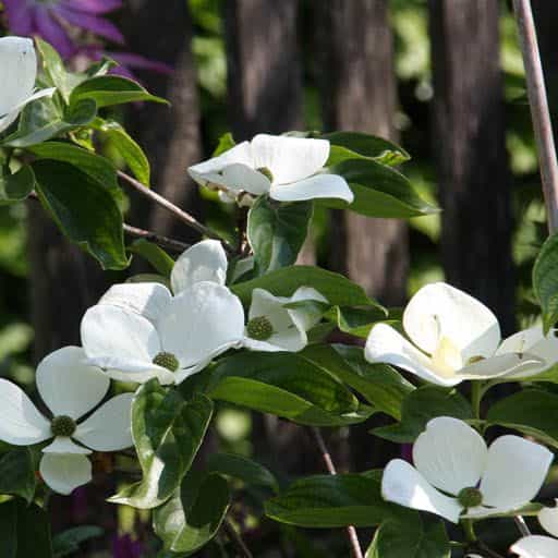 Venus Dogwood.
