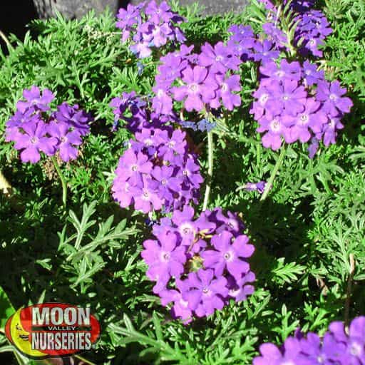 Purple Trailing Verbena Ground Covers Moon Valley Nurseries
