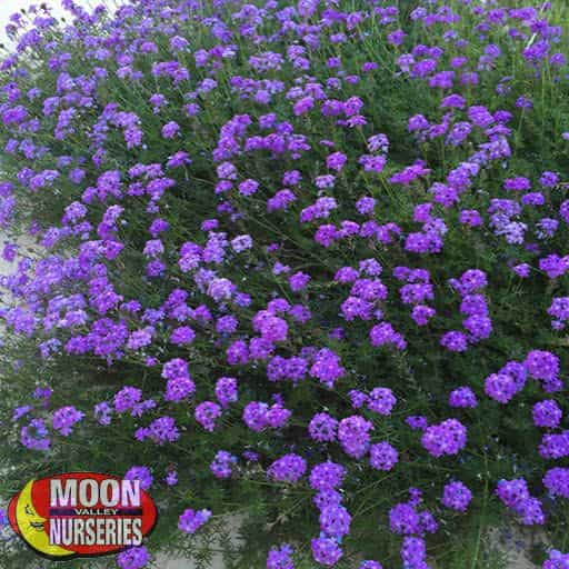 Purple Trailing Verbena in a landscape