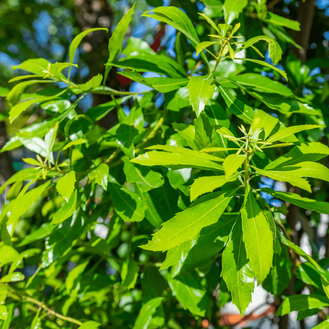 Wax Myrtle Foliage