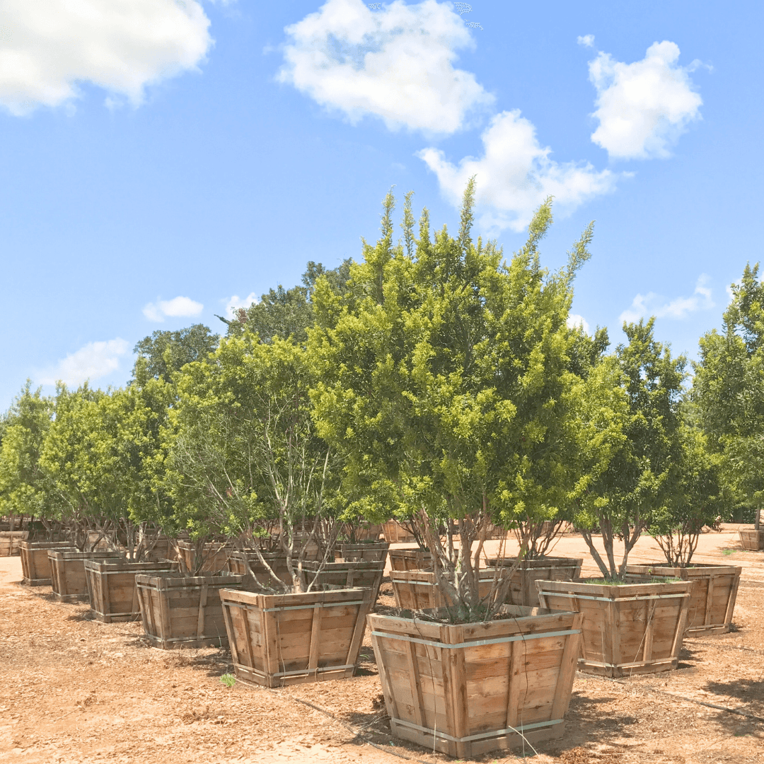 Wax Myrtle Row