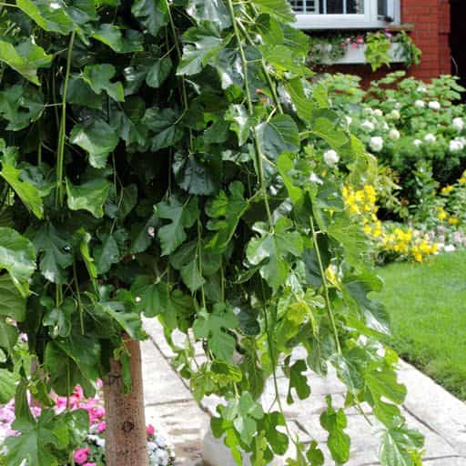 Close up image of the foliage of a Weeping Mulberry tree.