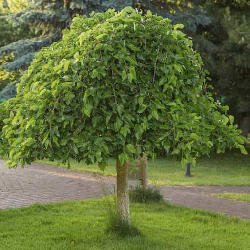 Weeping Mulberry tree planted.