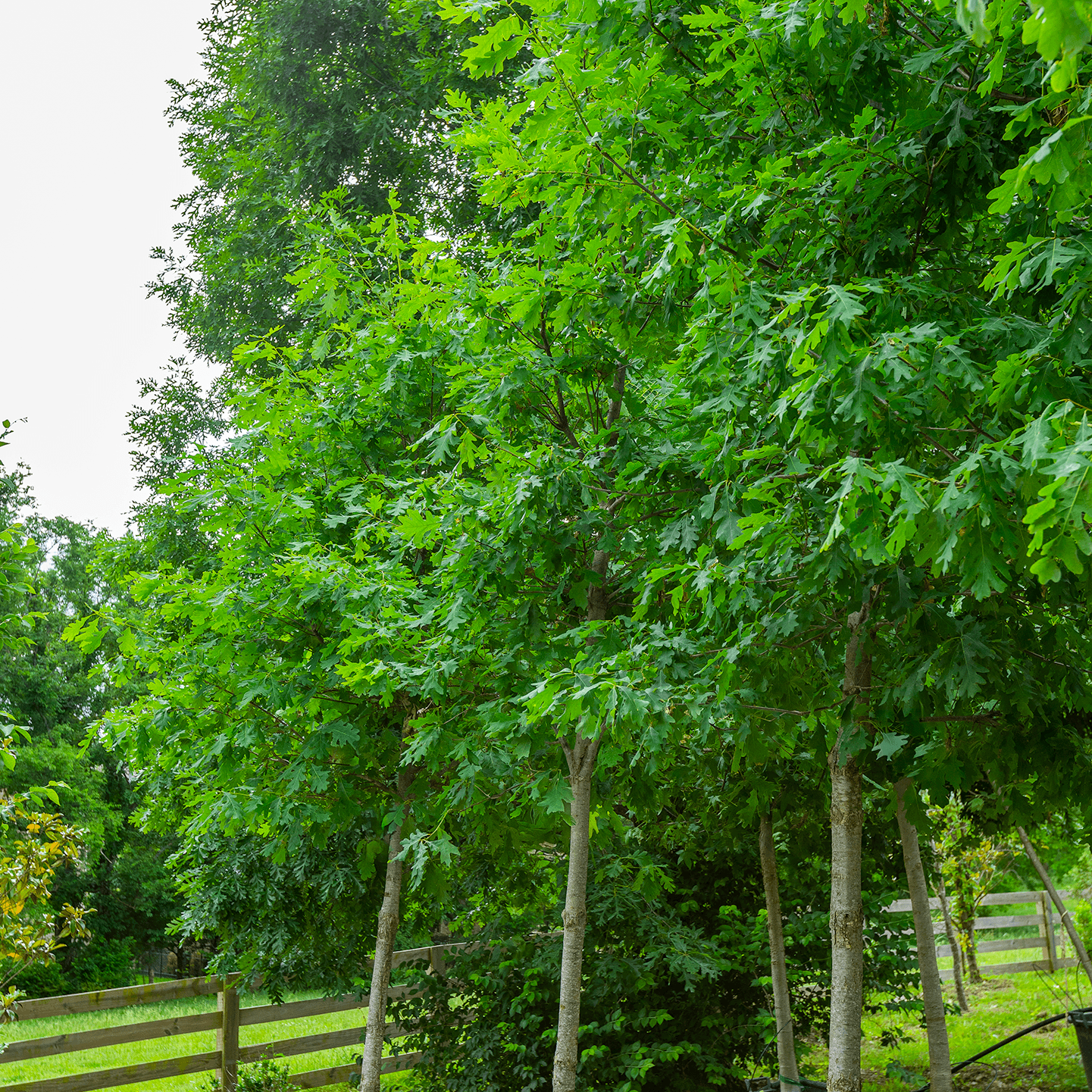 White Oak