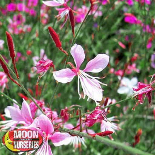 Whirling Butterflies flower up close