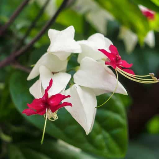 White Bleeding Heart Vine Close Up.