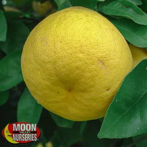 White Grapefruit Close-up