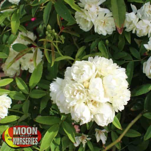 ​White Lady Banks Rose flowers