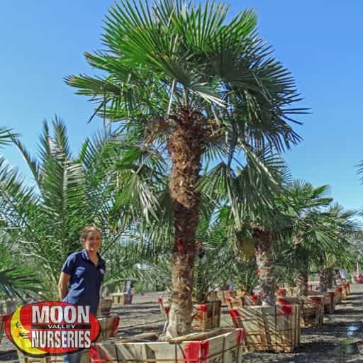 Windmill Palm Palms Moon Valley Nurseries