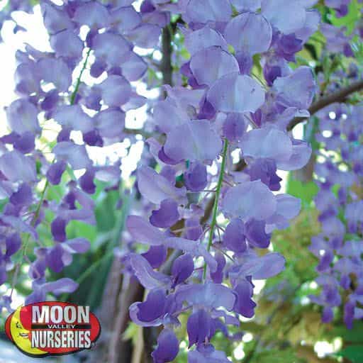 Wisteria flowers close up
