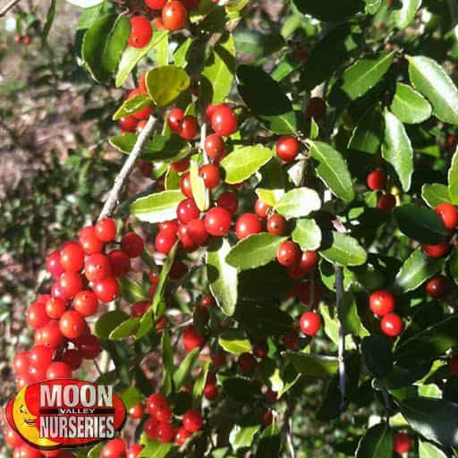 Stokes Dwarf Yaupon Holly berries close up