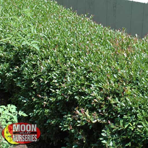 Stokes Dwarf Yaupon Holly in a landscape as a hedge