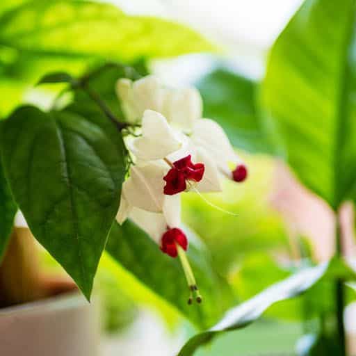 Yellowing Bleeding Heart Vine Close Up.