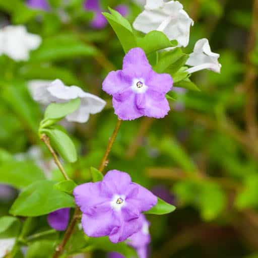 Yesterday, Today, Tomorrow plant blooms.