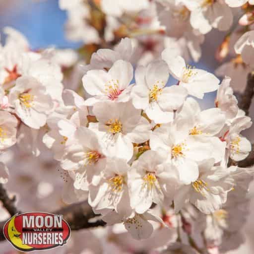 Yoshino Cherry Flowers