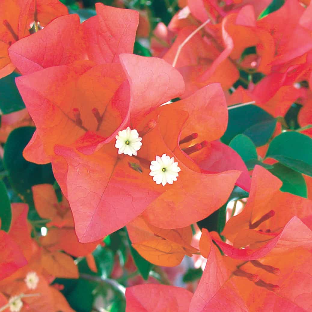 Beautiful Blooming Bougainvillea Afterglow Bush
