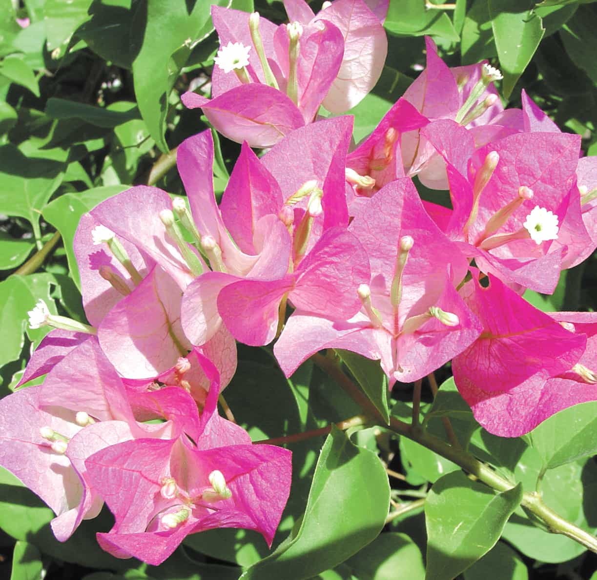 Beautiful Blooming Tahiti Bougainvillea Plant